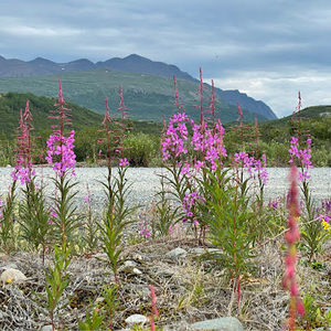 Meet your Posher, Taborlee